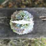 Handmade Surprise Christmas gift Succulent Christmas Tree