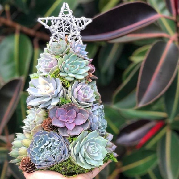 Handmade Surprise Christmas gift Succulent Christmas Tree