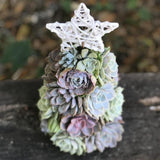 Handmade Surprise Christmas gift Succulent Christmas Tree